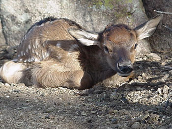 Elk Calf