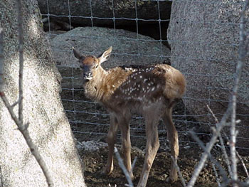 Baby Elk