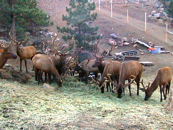 Elk Herd