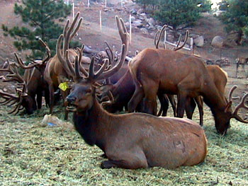 Elk Herd