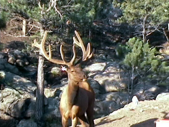 Bull Elk