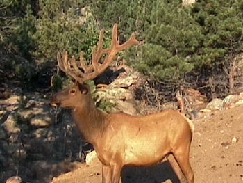 Save the Elk and Deer Foundation from CWD