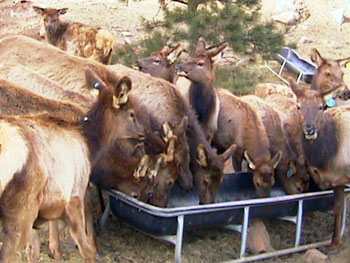 Save the Elk and Deer Foundation from CWD