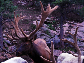 Save the Elk and Deer Foundation from CWD