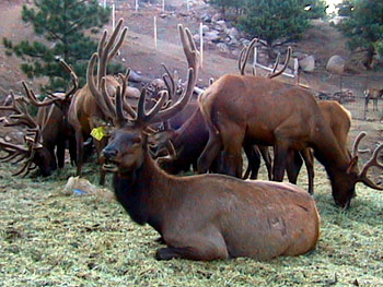 Save the Elk and Deer Foundation from CWD