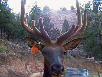 Save the Elk and Deer Foundation from CWD