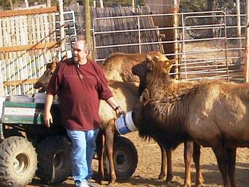 Dennis with Elk Herd