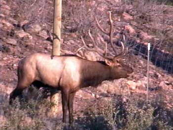 Save the Elk and Deer Foundation from CWD