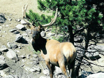 Save the Elk and Deer Foundation from CWD