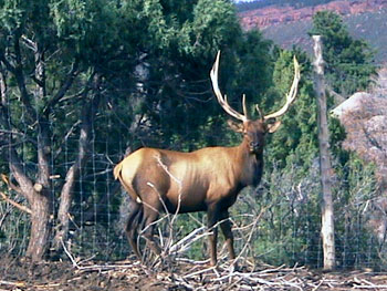 Save the Elk and Deer Foundation from CWD