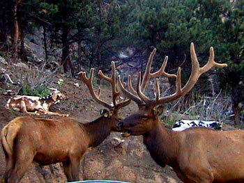 Save the Elk and Deer Foundation from CWD