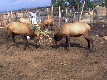 Save the Elk and Deer Foundation from CWD