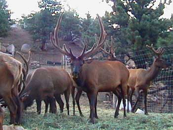 Save the Elk and Deer Foundation from CWD