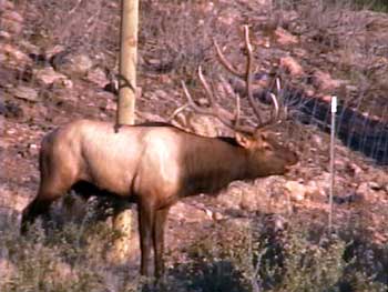 Save the Elk and Deer Foundation from CWD