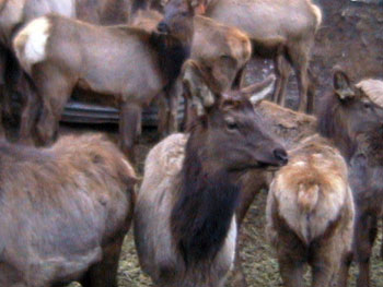 Save the Elk and Deer Foundation from CWD