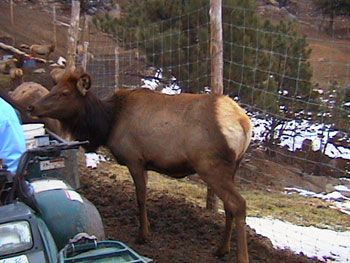 Save the Elk and Deer Foundation from CWD