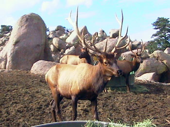 Save the Elk and Deer Foundation from CWD