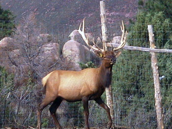 Save the Elk and Deer Foundation from CWD