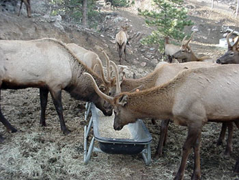 Save the Elk and Deer Foundation from CWD